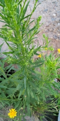 Erigeron canadensis