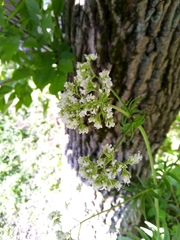 Valeriana officinalis
