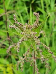 Urtica dioica