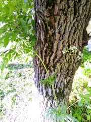 Valeriana officinalis