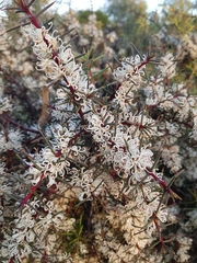 Hakea decurrens physocarpa