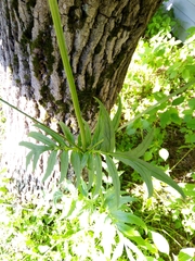 Valeriana officinalis