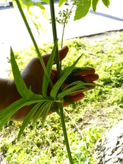 Valeriana officinalis