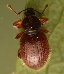 Barypeithes pellucidus