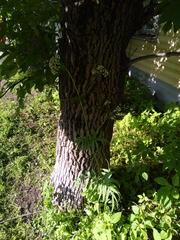 Valeriana officinalis