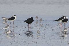 Himantopus novaezelandiae