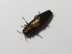 Agrilus convexicollis
