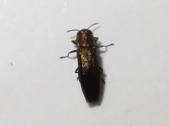 Agrilus convexicollis