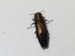 Agrilus convexicollis