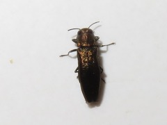 Agrilus convexicollis