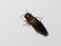 Agrilus convexicollis