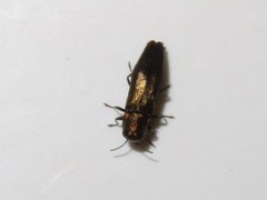 Agrilus convexicollis