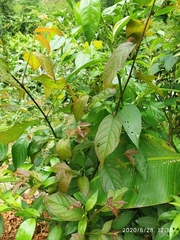 Combretum indicum