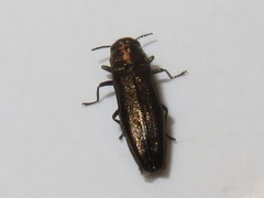 Agrilus convexicollis