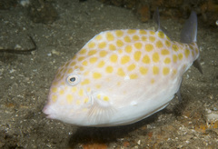 Anoplocapros inermis