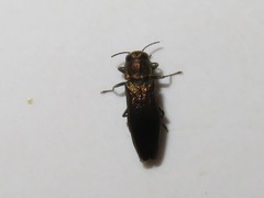 Agrilus convexicollis