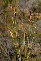 Willdenowia glomerata