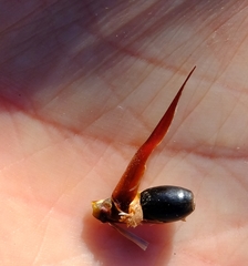 Willdenowia glomerata