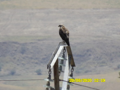 Buteo rufinus cirtensis