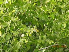 Zosterops palpebrosus