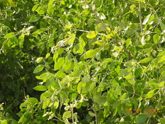 Zosterops palpebrosus