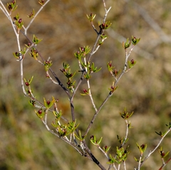 Nenax divaricata