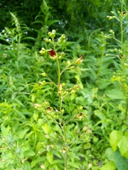 Scrophularia nodosa