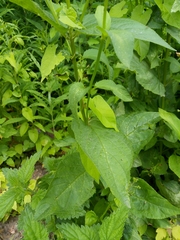 Scrophularia nodosa