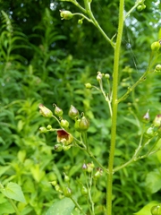 Scrophularia nodosa