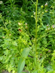 Scrophularia nodosa