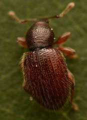 Barypeithes pellucidus