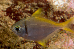 Schuettea scalaripinnis
