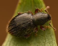 Barypeithes pellucidus