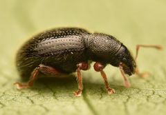 Barypeithes pellucidus