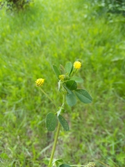 Medicago lupulina