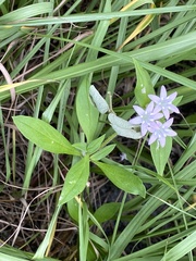 Richardia grandiflora