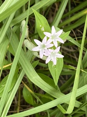 Richardia grandiflora