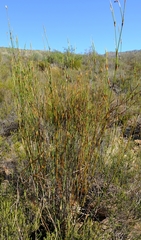 Willdenowia glomerata