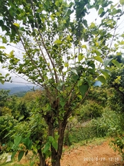 Nyctanthes