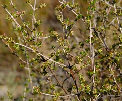 Nenax divaricata