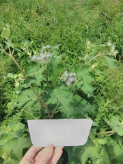 Arctium tomentosum