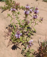 Monarda pectinata