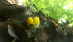 Fungi