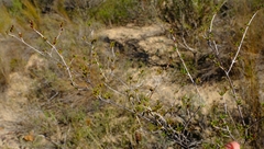 Nenax divaricata