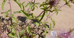 Monarda pectinata