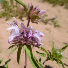 Monarda pectinata