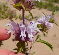 Monarda pectinata