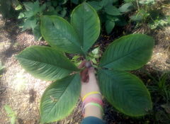 Amorphophallus muelleri