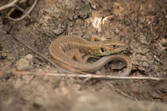 Lacerta viridis