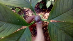 Amorphophallus muelleri